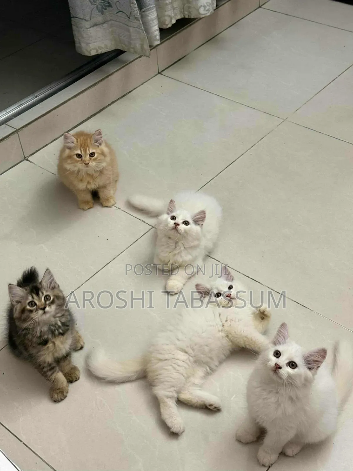 1-3 Months Male Purebred Persian