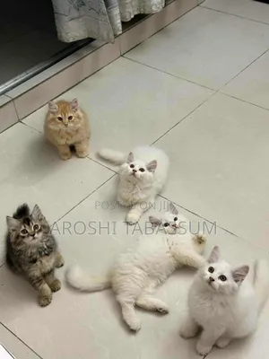 1-3 Months Male Purebred Persian