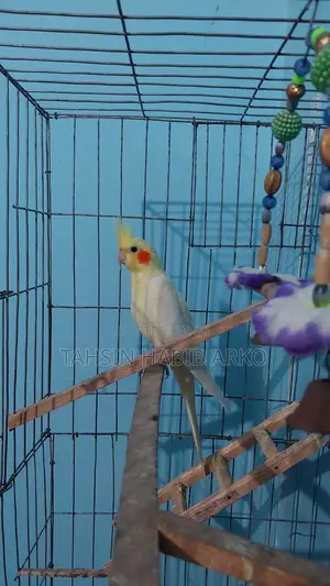 Lutino Light Pearl Cockatiel