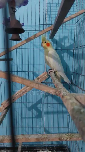 Lutino Light Pearl Cockatiel