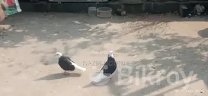 Photo - একজোড়া গরা বিক্রি করা হবে