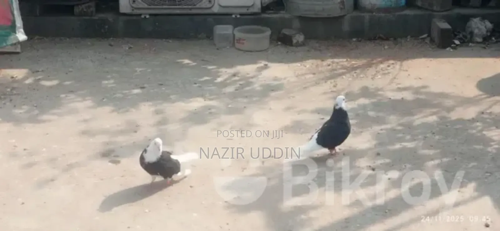 একজোড়া গরা বিক্রি করা হবে