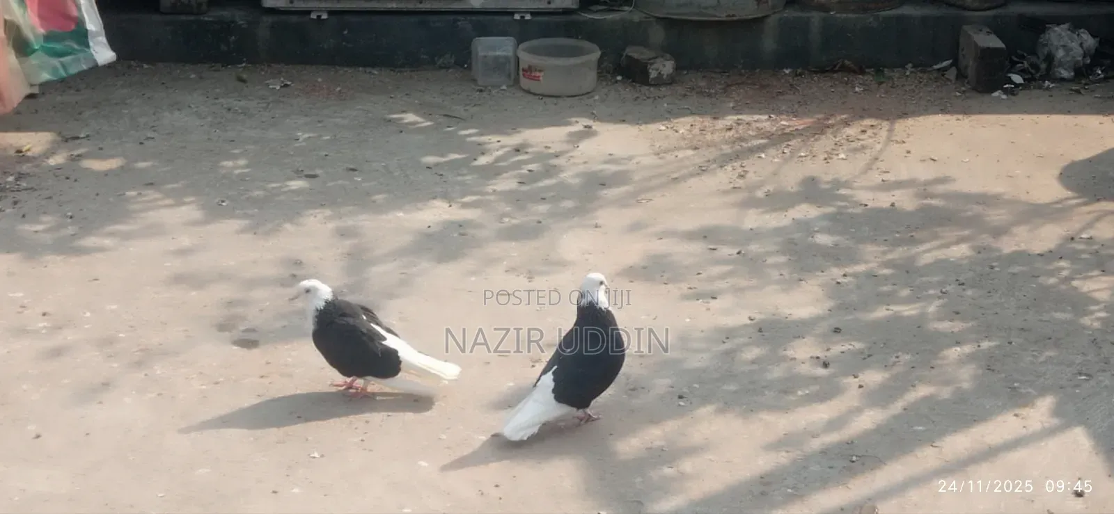 একজোড়া গরা বিক্রি করা হবে