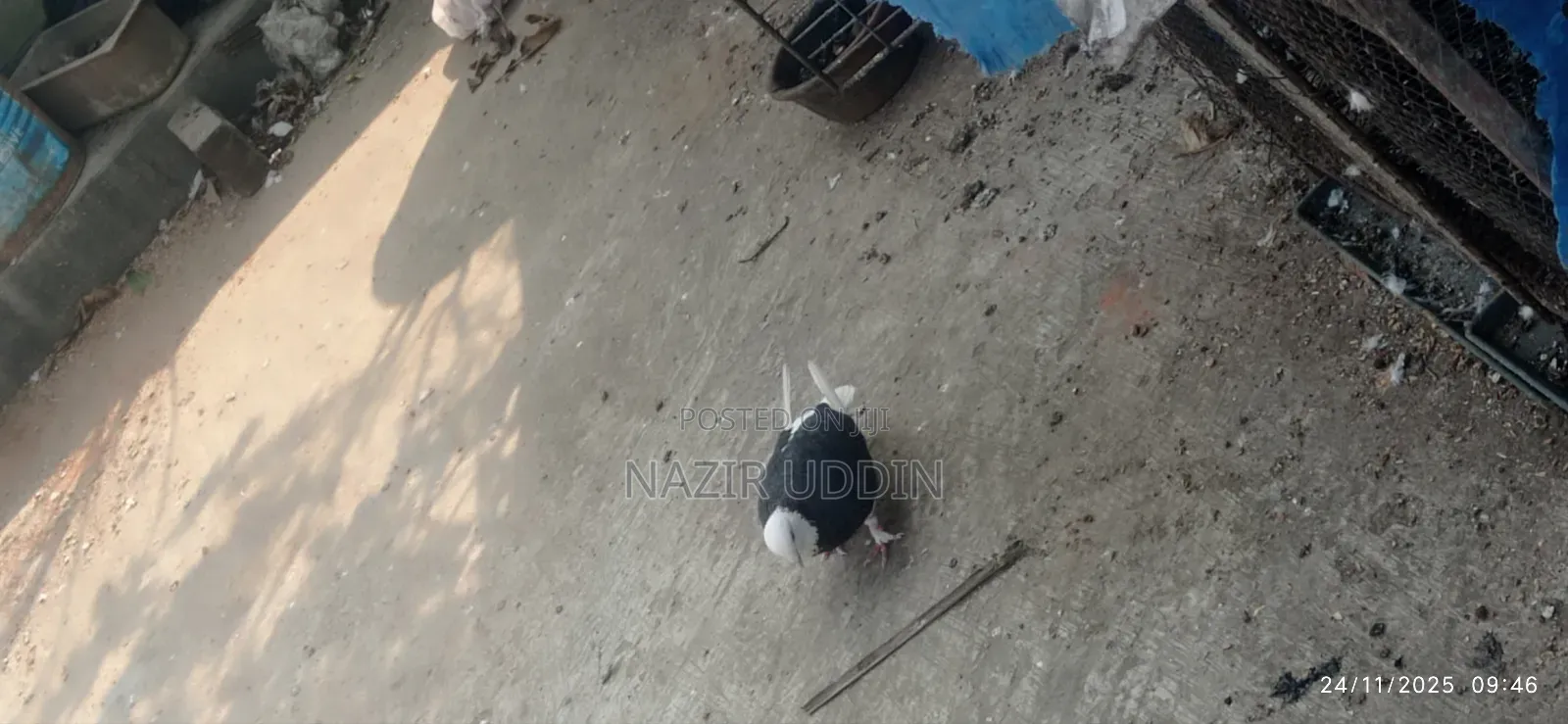 একজোড়া গরা বিক্রি করা হবে