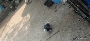 একজোড়া গরা বিক্রি করা হবে