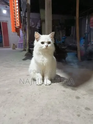 Photo - 3-6 Months Male Purebred Persian