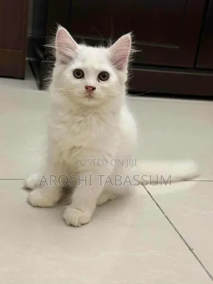 Photo - 1-3 Months Male Purebred Persian