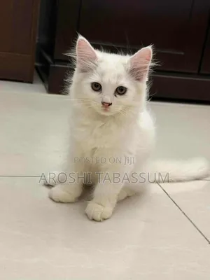 1-3 Months Male Purebred Persian
