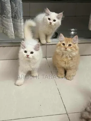 1-3 Months Male Purebred Persian