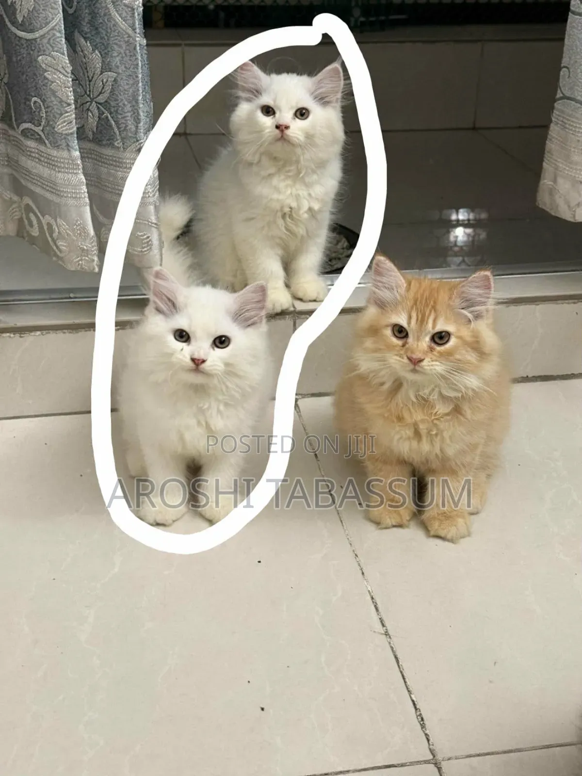 1-3 Months Male Purebred Persian