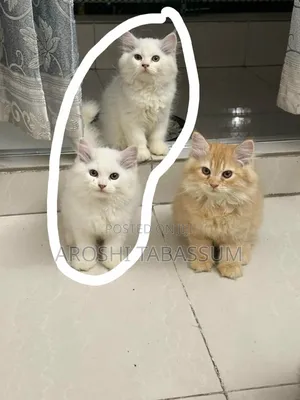 1-3 Months Male Purebred Persian