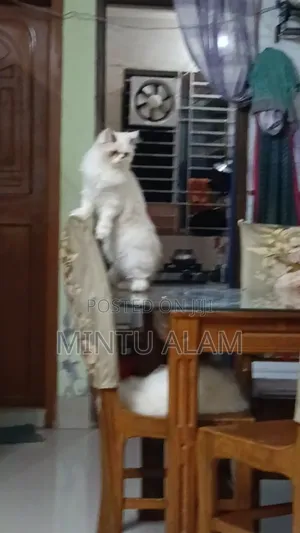 Photo - 3-6 Months Female Purebred Persian