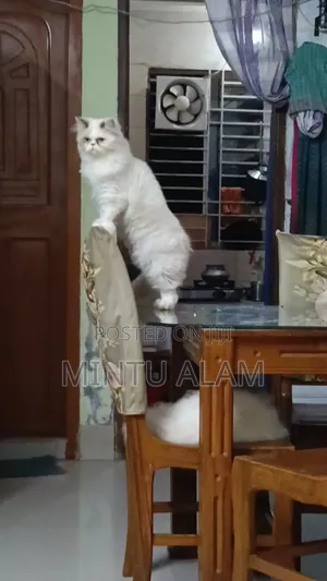 3-6 Months Female Purebred Persian