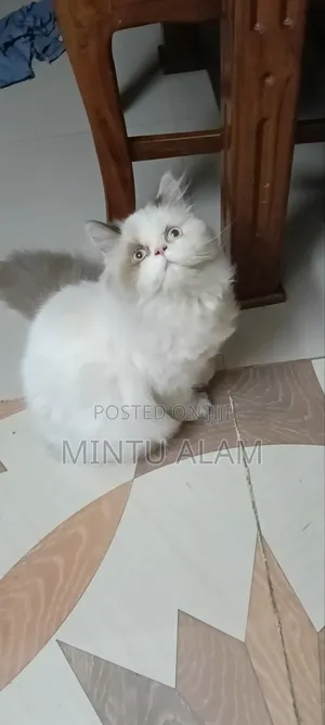Photo - 3-6 Months Female Purebred Persian