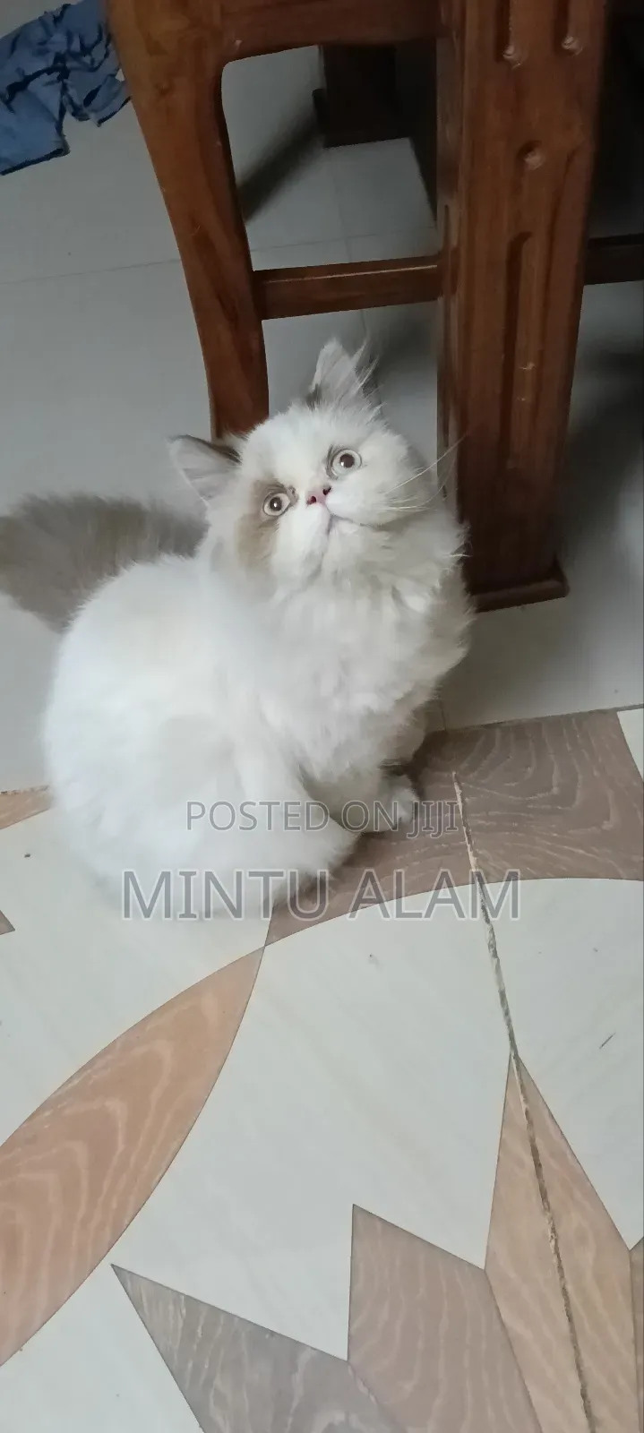 3-6 Months Female Purebred Persian
