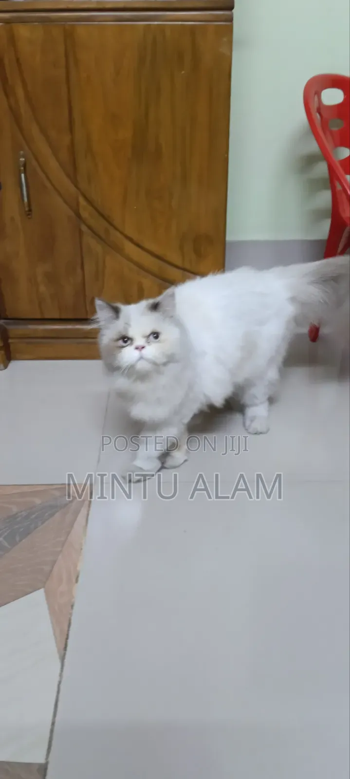 3-6 Months Female Purebred Persian