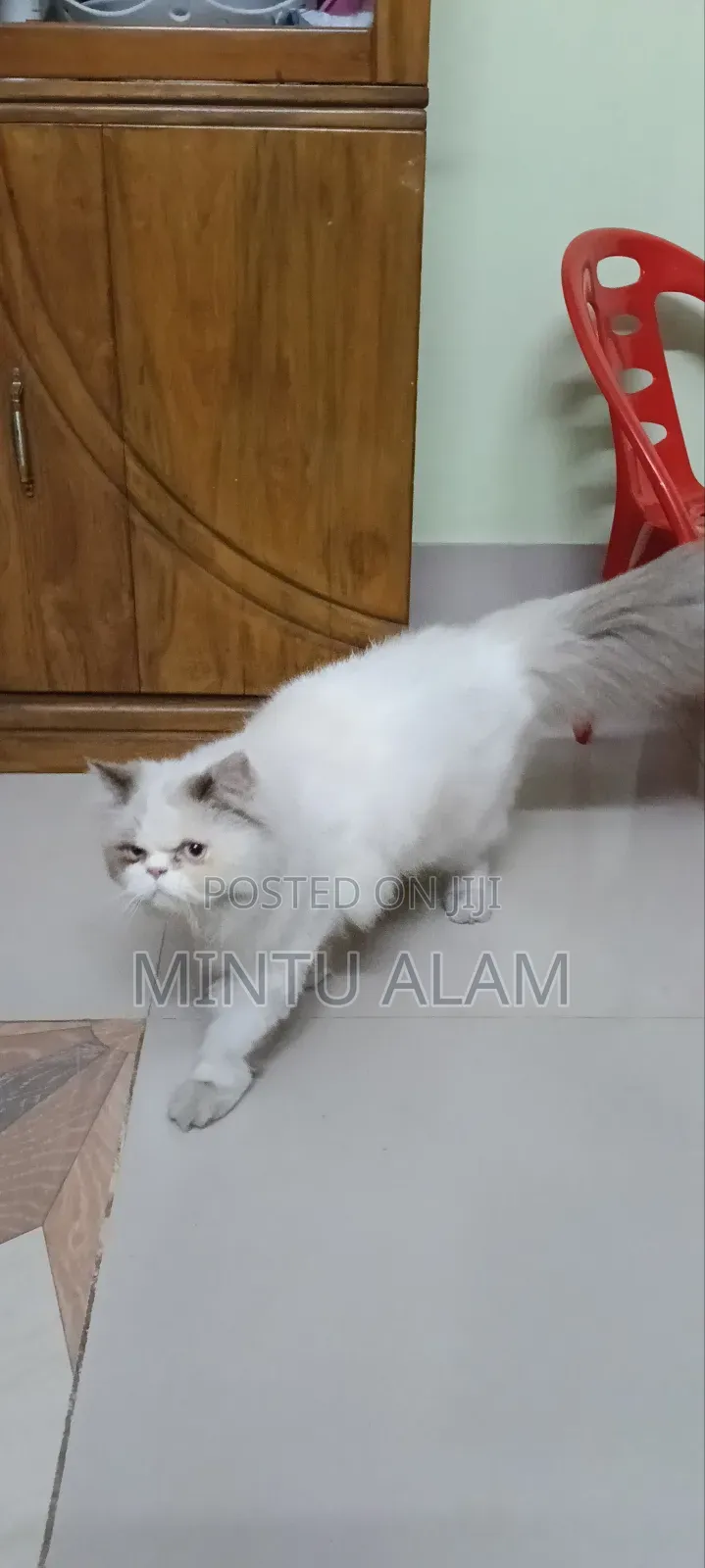 3-6 Months Female Purebred Persian