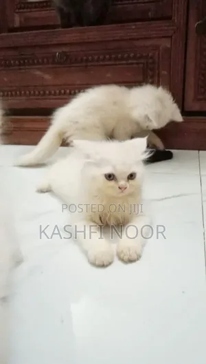 1-3 Months Male Purebred Persian