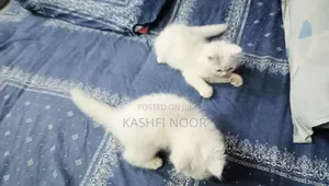 1-3 Months Male Purebred Persian