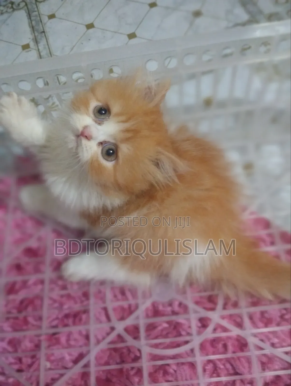 1-3 Months Male Purebred Persian