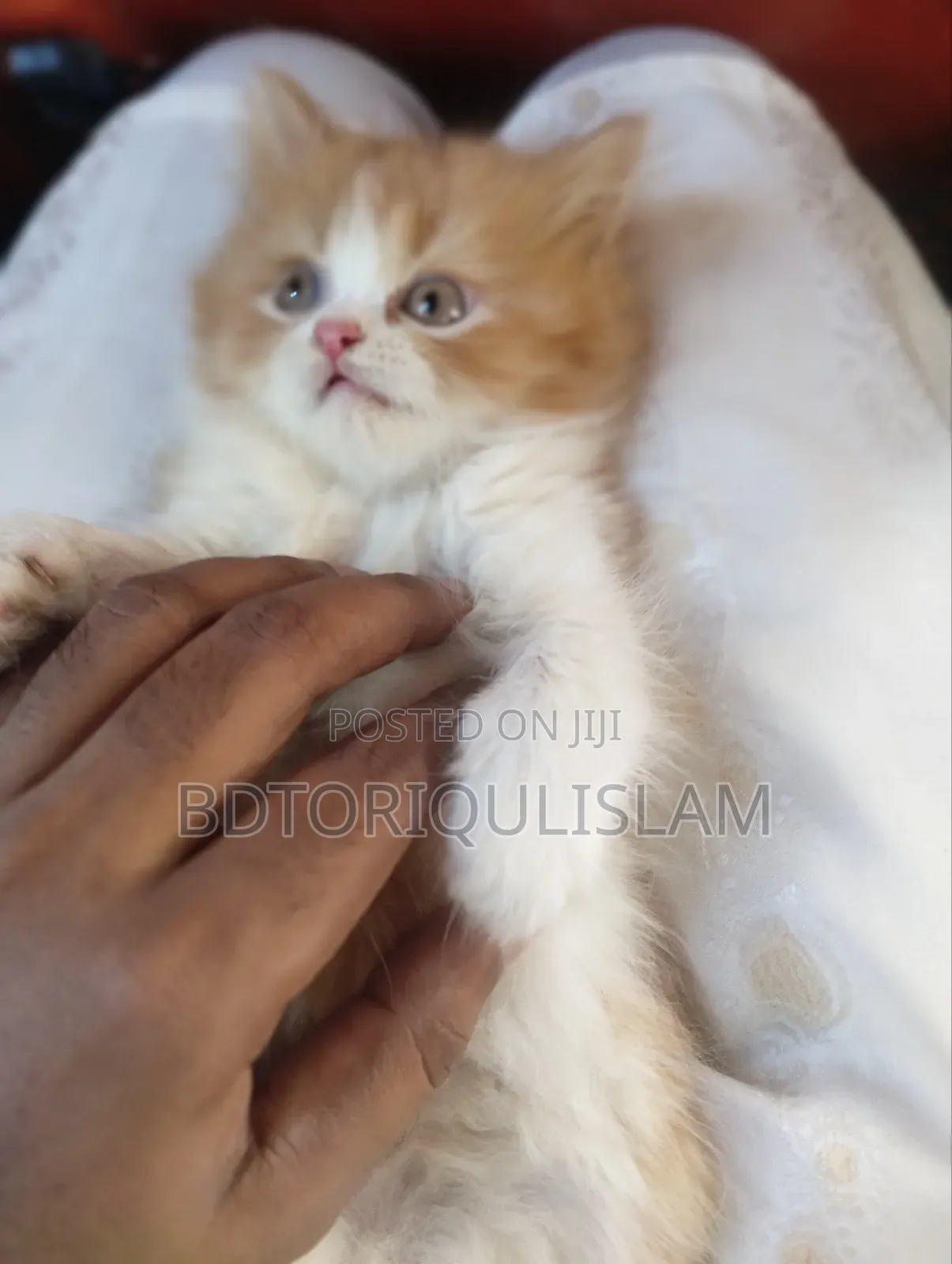 1-3 Months Male Purebred Persian