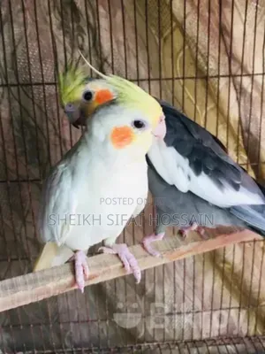 Photo - Cokatel, Love Bird