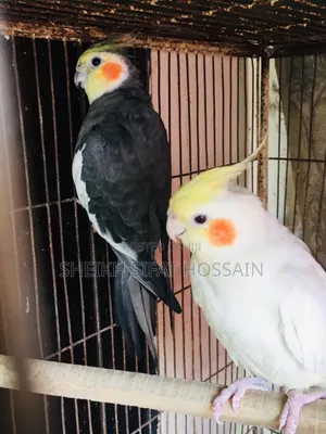Cokatel, Love Bird