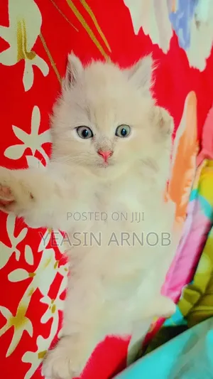 Photo - 1-3 Months Male Purebred Persian