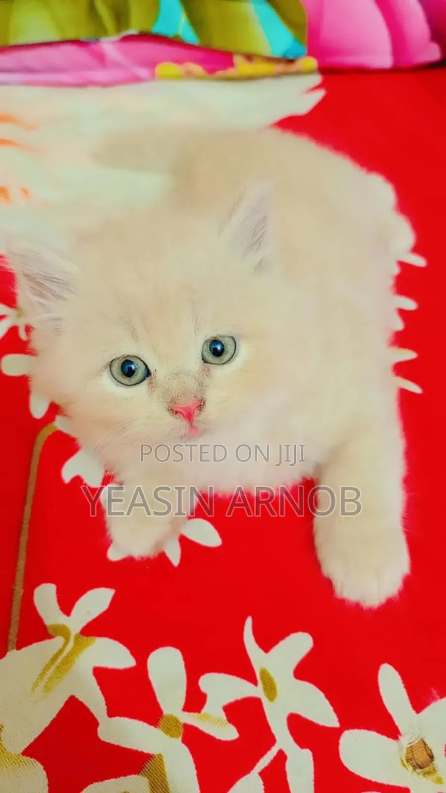1-3 Months Male Purebred Persian