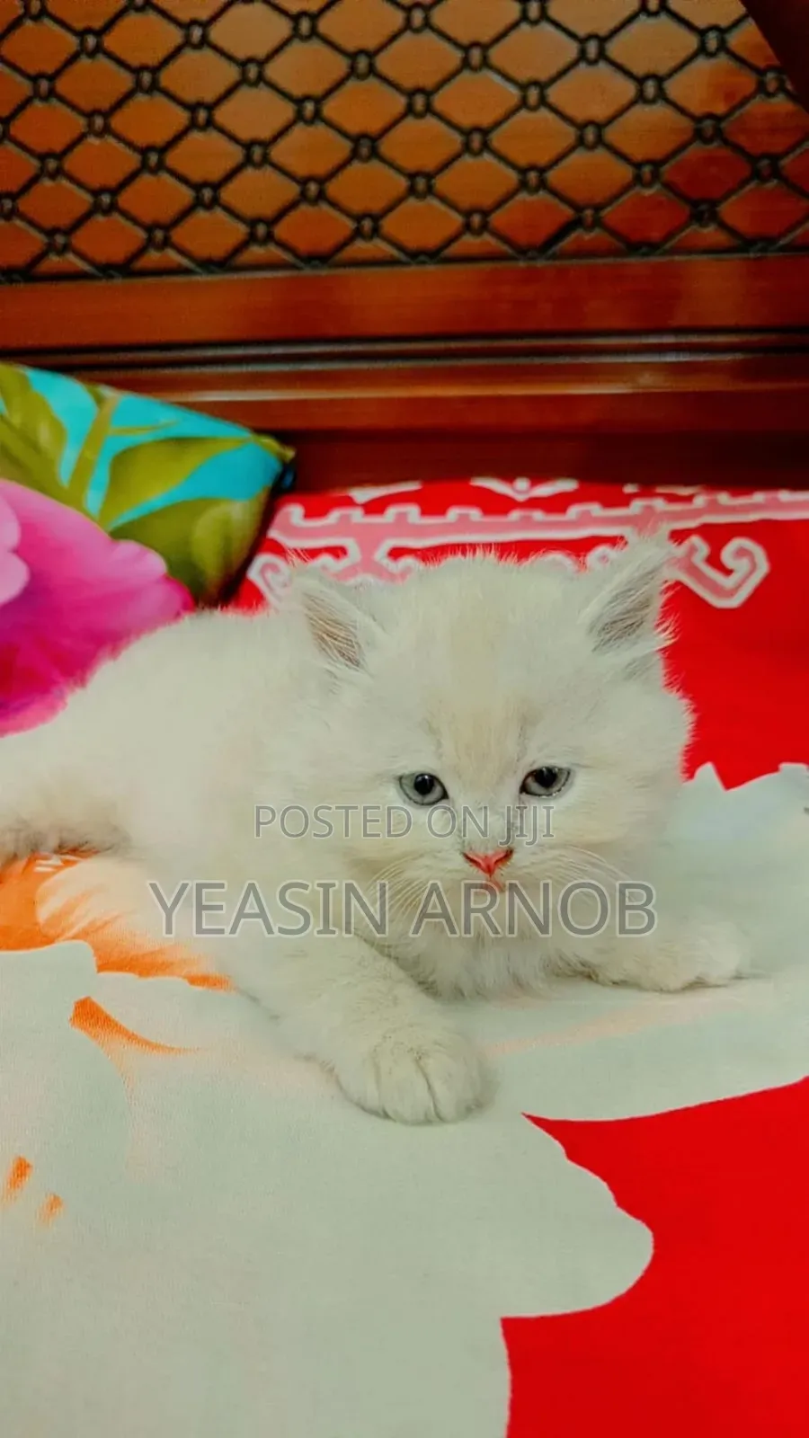 1-3 Months Male Purebred Persian