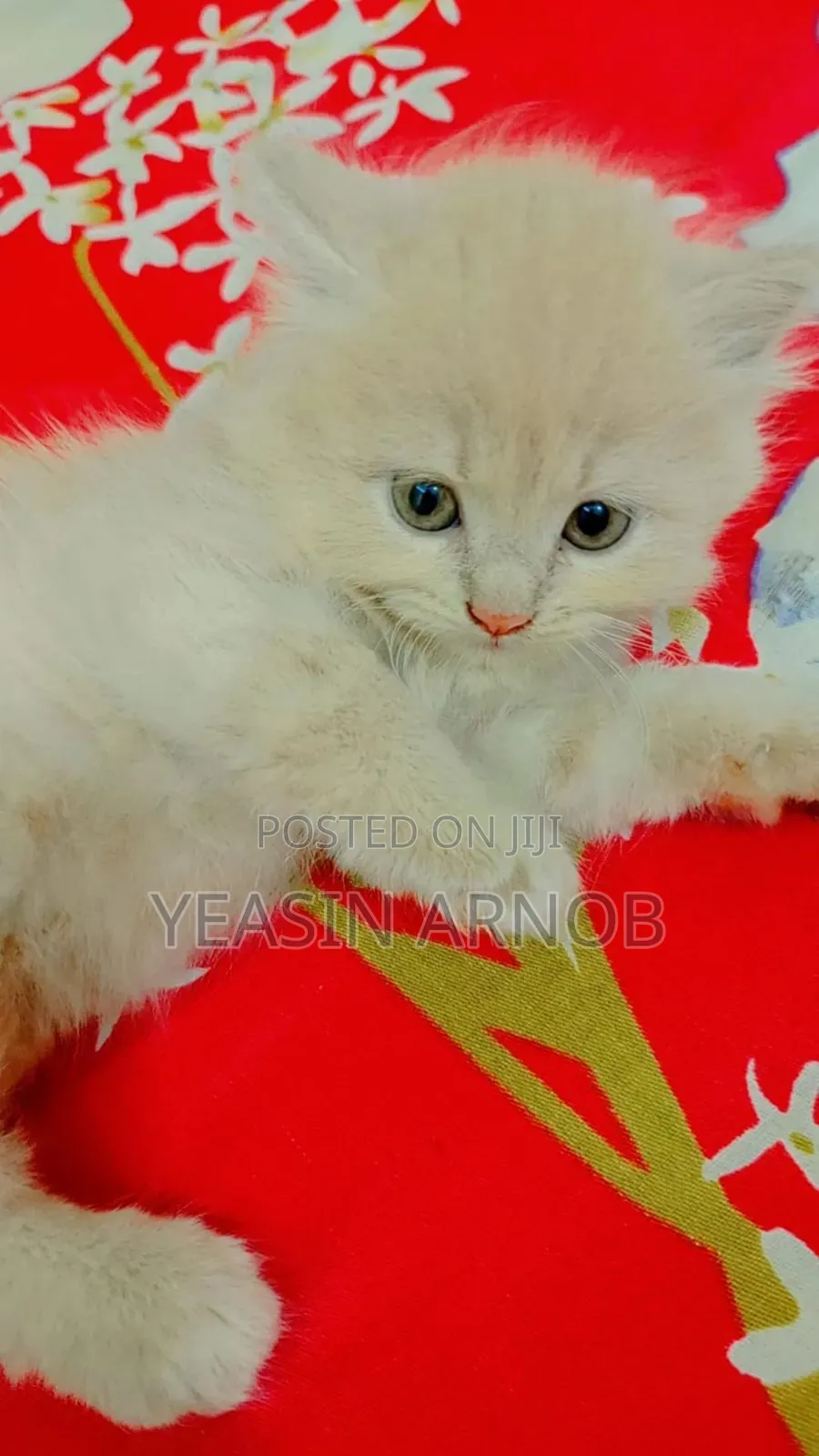 1-3 Months Male Purebred Persian