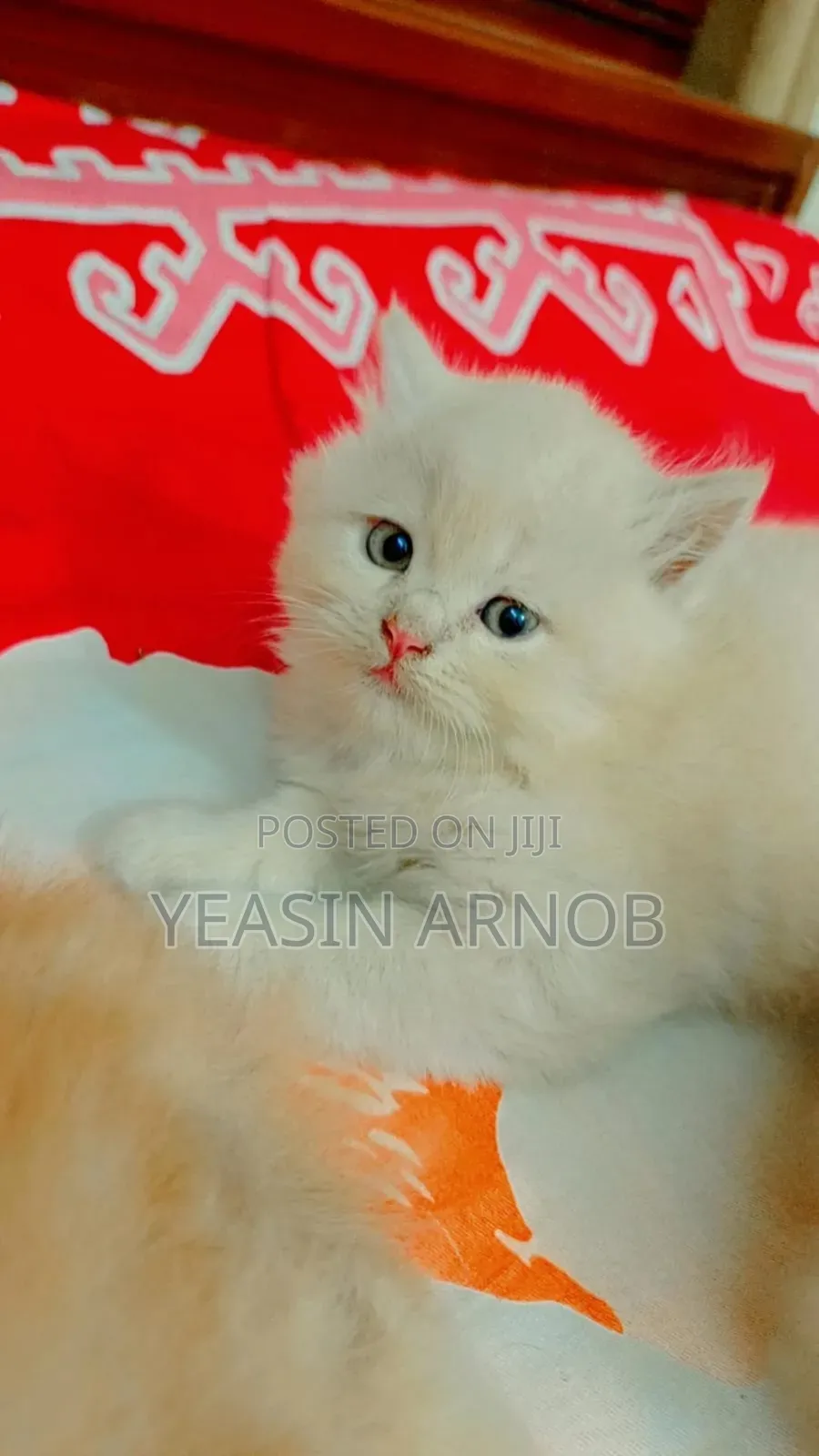 1-3 Months Male Purebred Persian