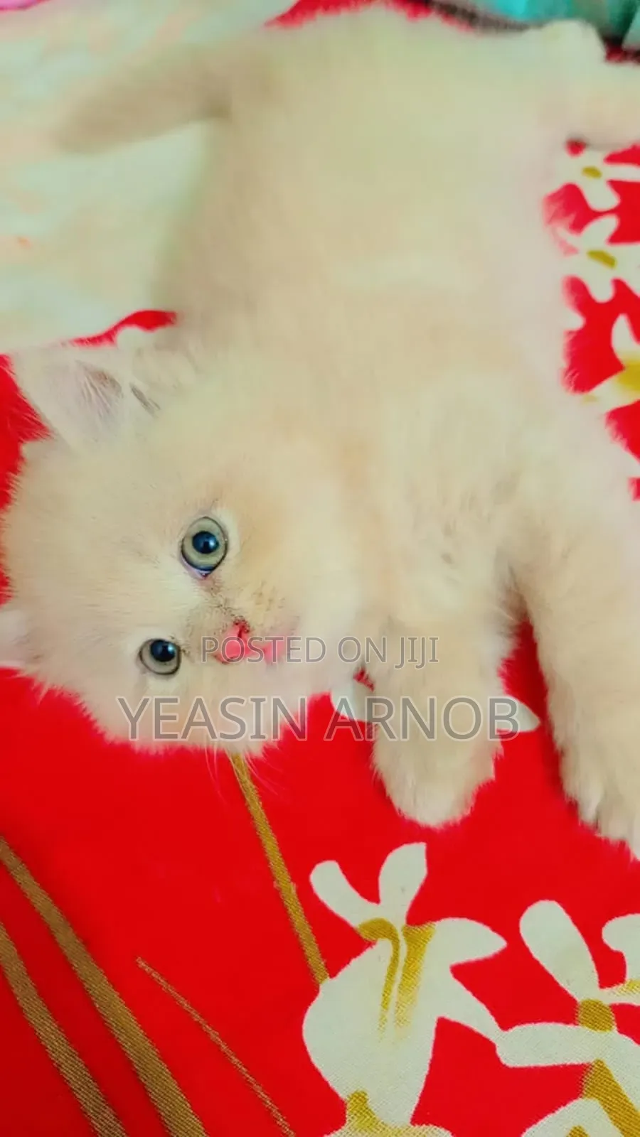1-3 Months Male Purebred Persian