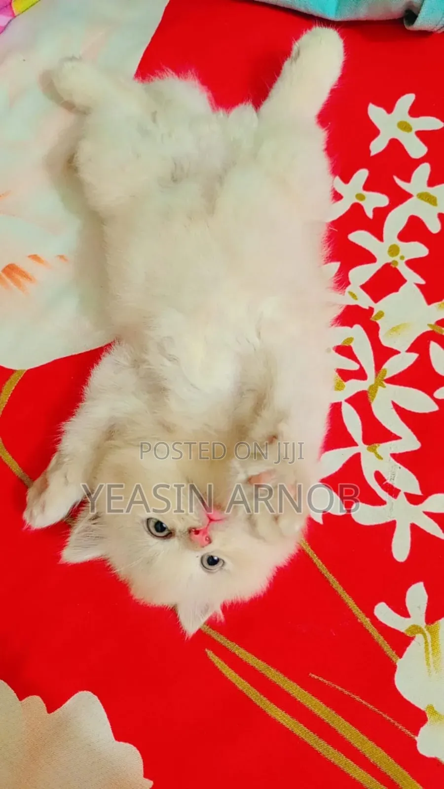 1-3 Months Male Purebred Persian