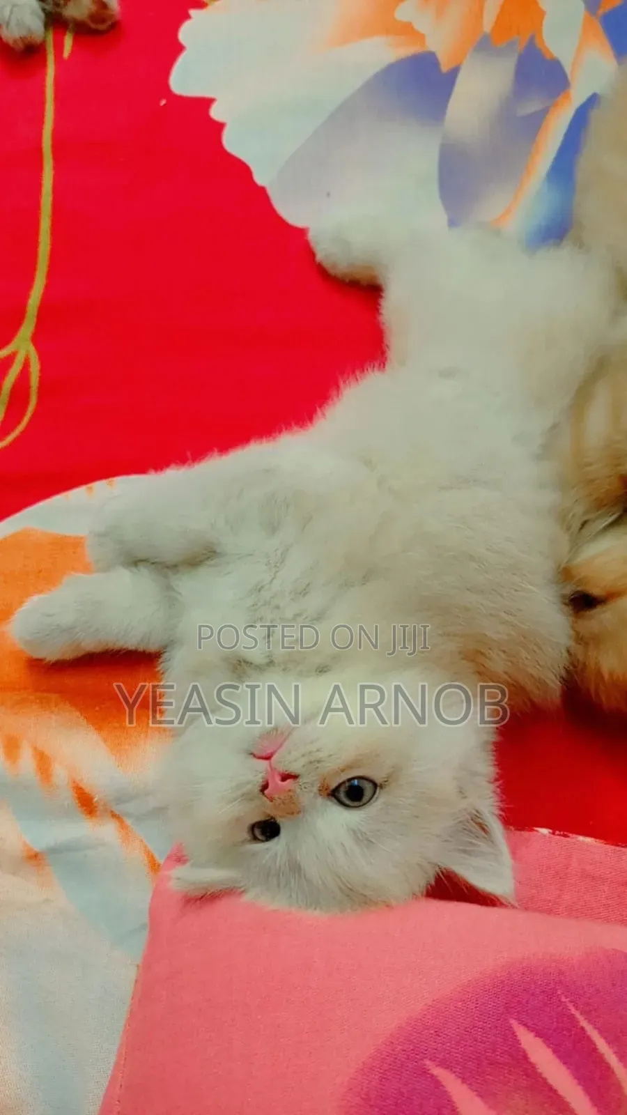 1-3 Months Male Purebred Persian