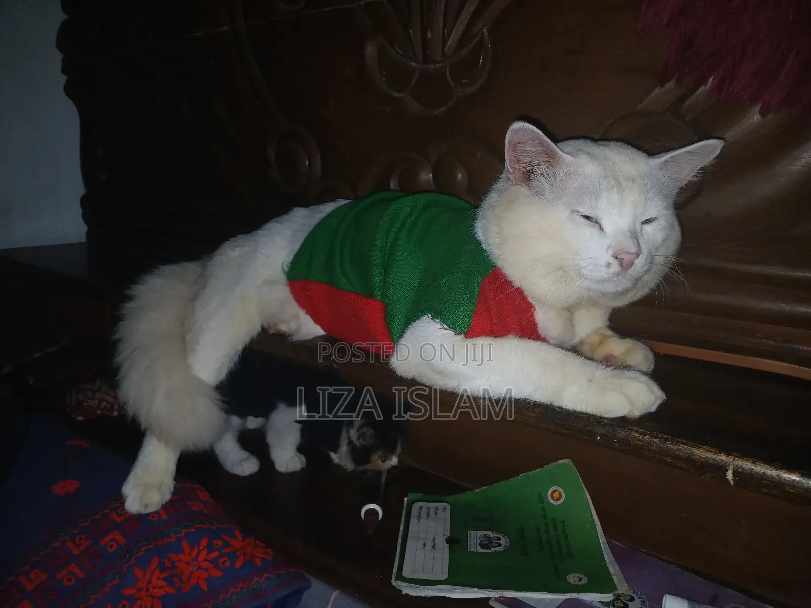 1+ Year Male Purebred Persian