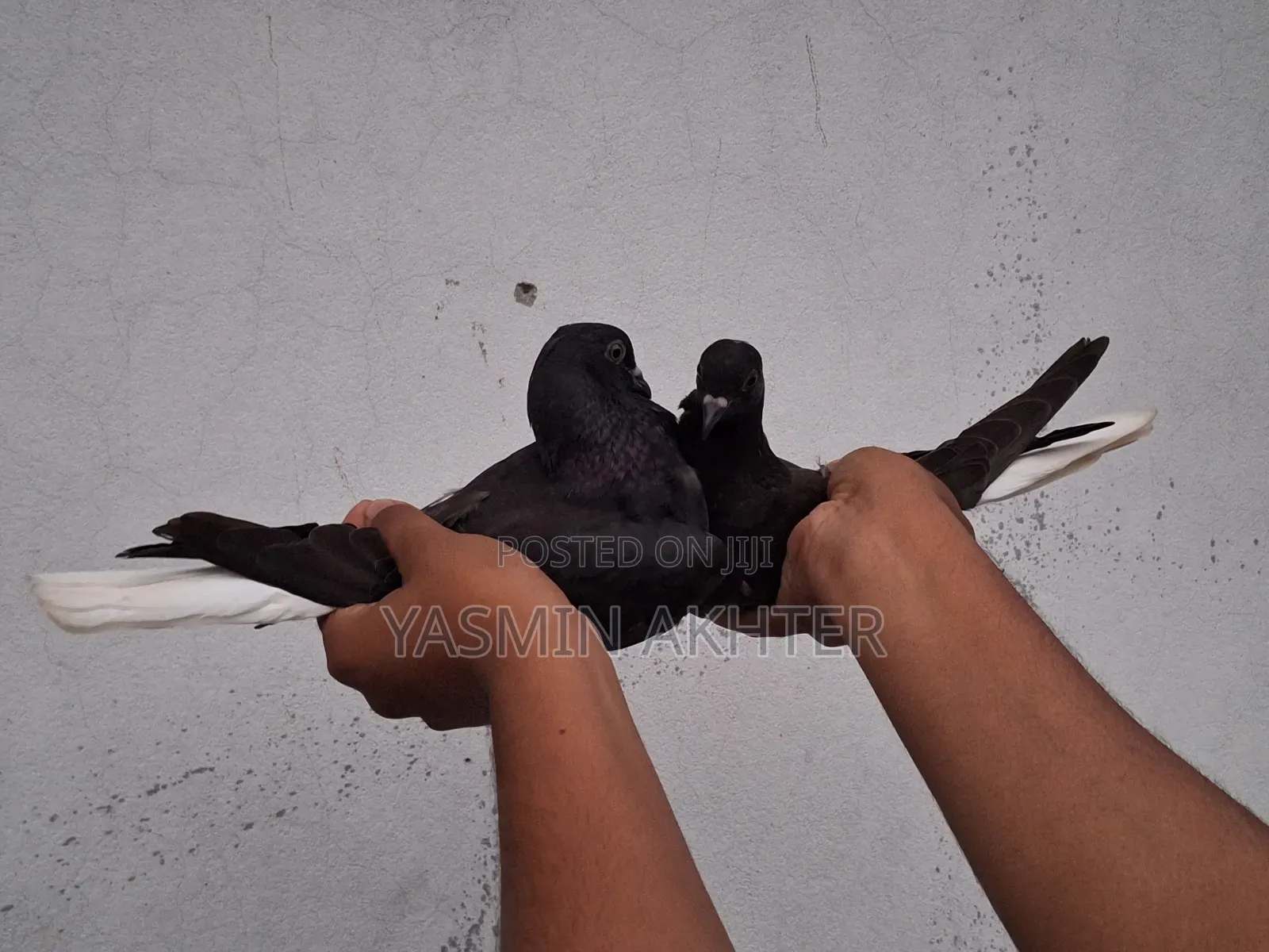 মুসলদম কবুতর