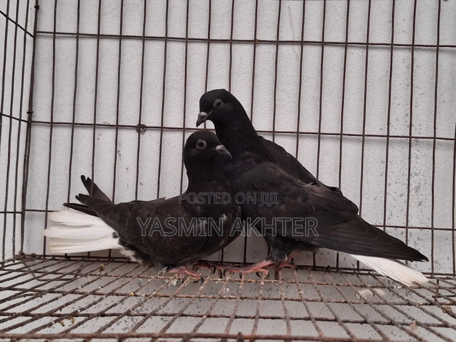 মুসলদম কবুতর