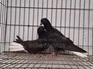 মুসলদম কবুতর