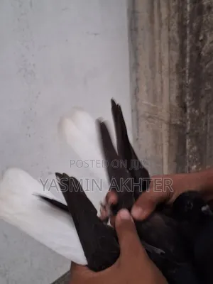 মুসলদম কবুতর