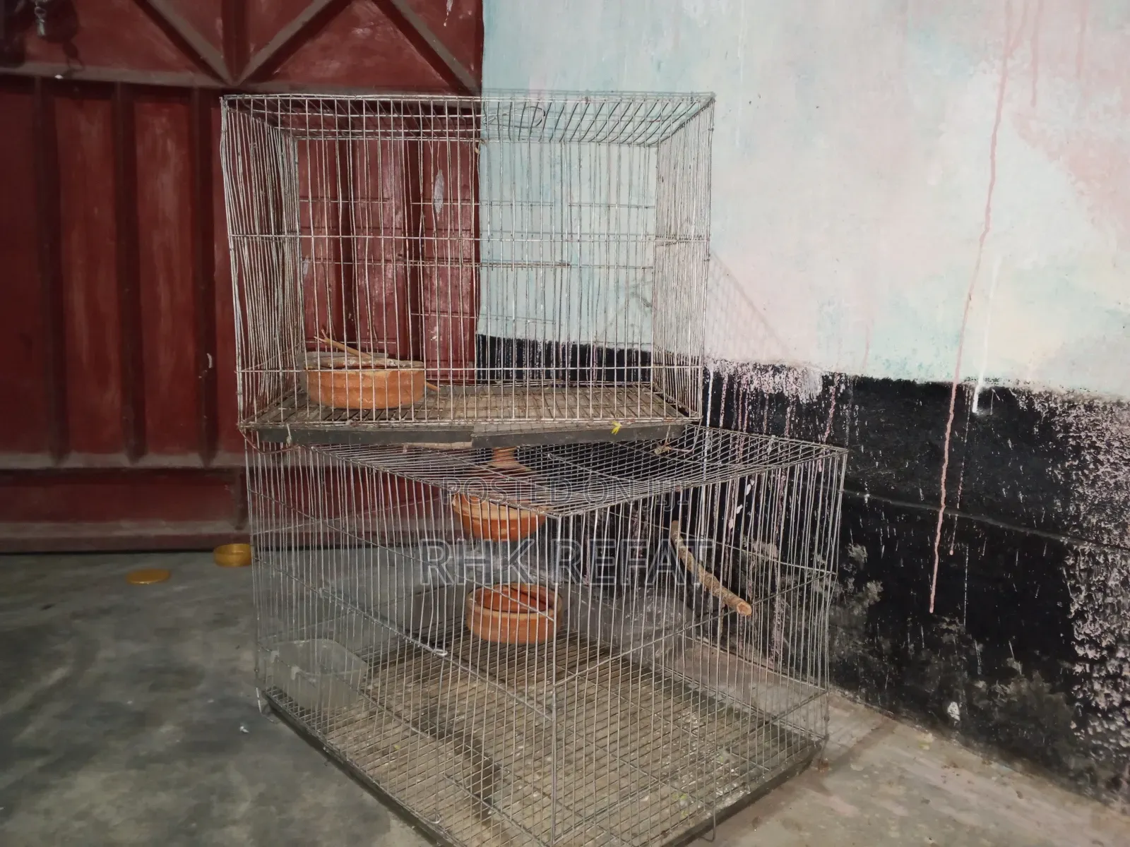 রবিন দানুব