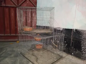 Photo - রবিন দানুব