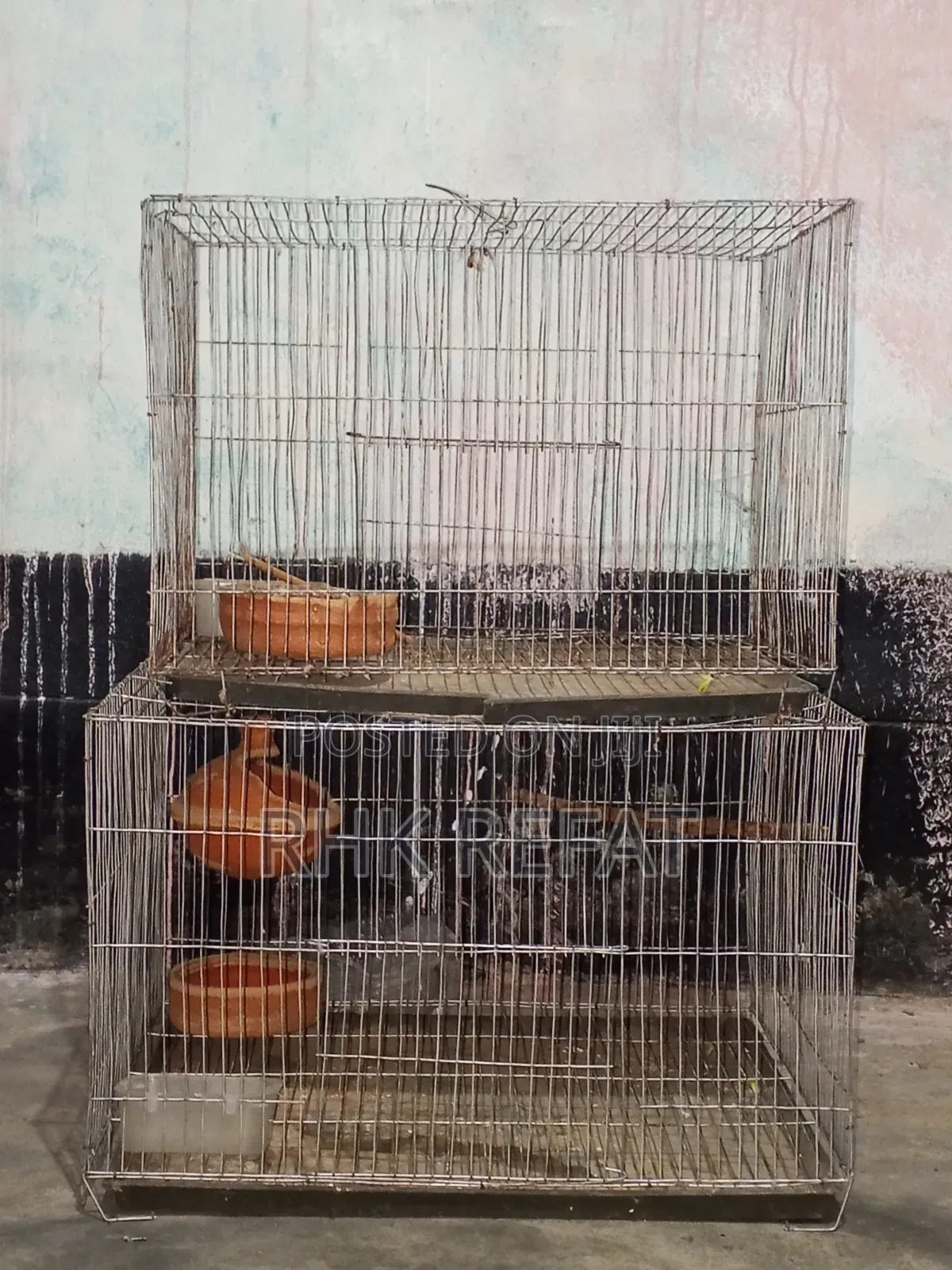 রবিন দানুব