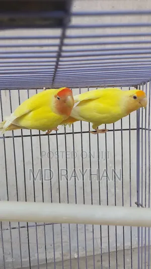 Photo - লাভ বার্ড পাখি