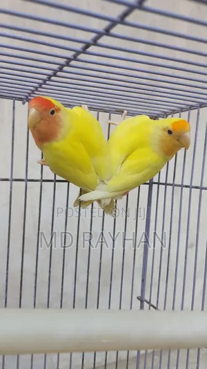 লাভ বার্ড পাখি