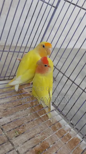 লাভ বার্ড পাখি