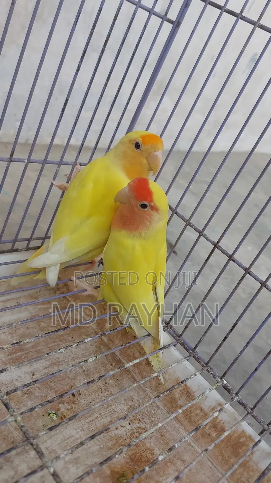 লাভ বার্ড পাখি