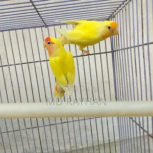 লাভ বার্ড পাখি