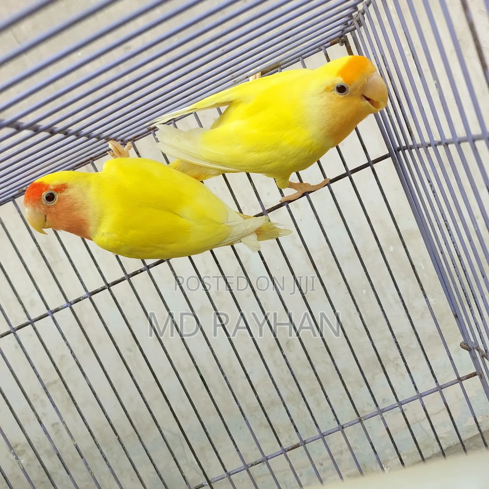 লাভ বার্ড পাখি