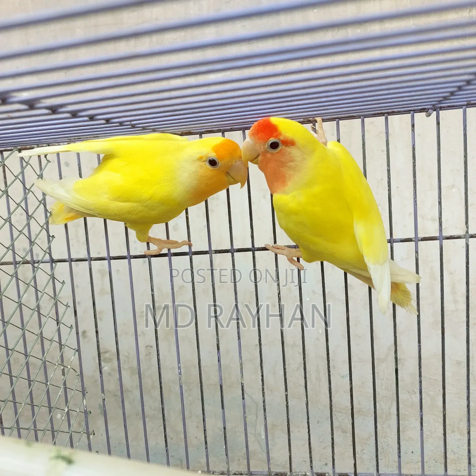 লাভ বার্ড পাখি